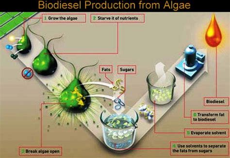 Biofuel: Types, Uses & Examples – StudiousGuy