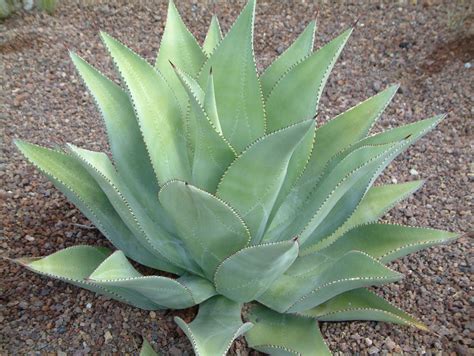 Free stock photo of aloe, Aloe vera, cactus