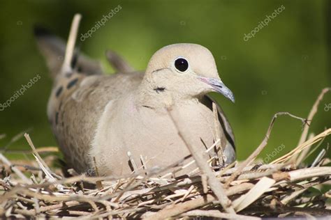 A female mourning dove sits on her nest in Southern California. — Stock ...