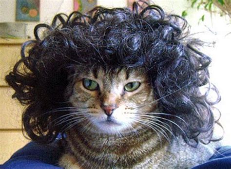 Hairless Cat In Wig at adamahawkinson blog