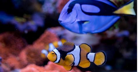 5 Finding Nemo Fish Species in Real Life - A-Z Animals