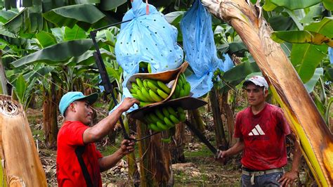 Banana Gallery – BEL-AGRO AGRICULTURE