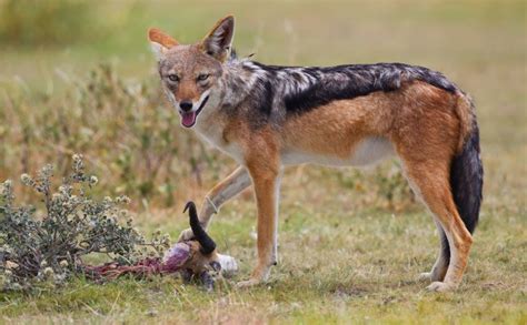 Black-Backed Jackal Facts, Pictures, Video & Information. Discover This Intelligent And ...