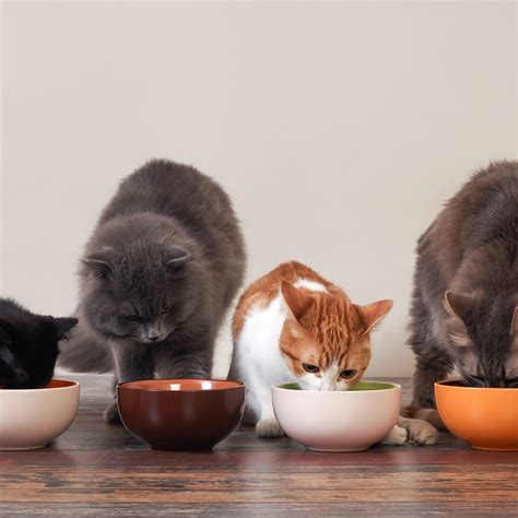 Smalls Cat Food Review: A Closer Look At The Fresh Meal, 52% OFF