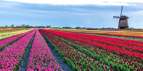 A brief guide to tulip season and Dutch flower fields | Boat Bike Tours