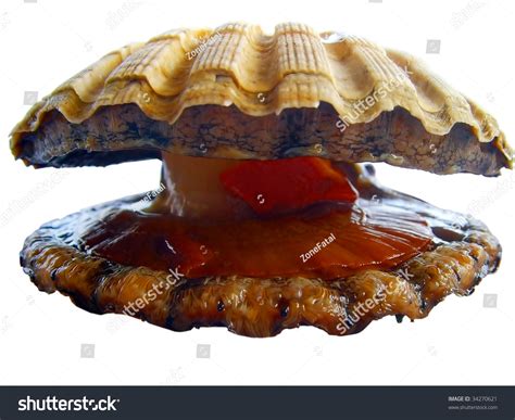 Alive Oyster Stock Photo 34270621 : Shutterstock