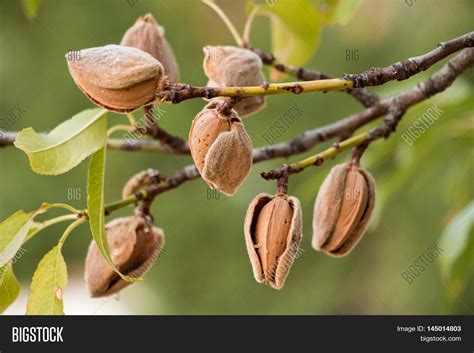 Ripe Almond Nuts On Image & Photo (Free Trial) | Bigstock