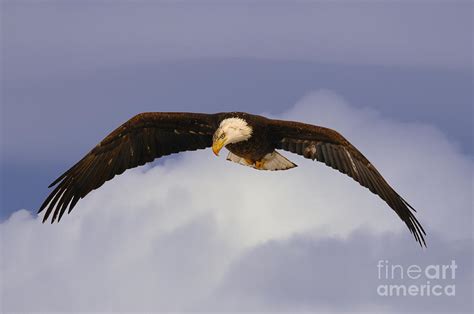 Bald Eagle Hunting Photograph by Dennis Hammer - Fine Art America