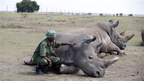 Vietnam's rhino horn myth drives African poaching — Quartz Africa