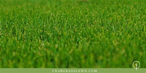 Types of Bermuda Grass and Best Bermuda Grass Seed for Lawn, Hay & Golf ...