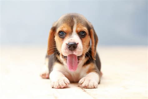 My Beagle Dog HD Wallpapers New Tab Theme - MyStart