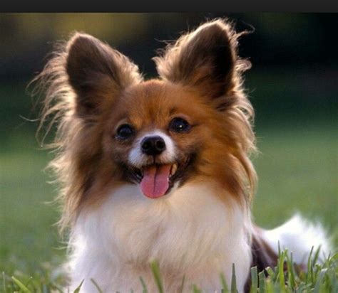 CUTE long haired chihuahua . Cutest Small Dog Breeds, Best Small Dogs, Cute Small Dogs, Best ...