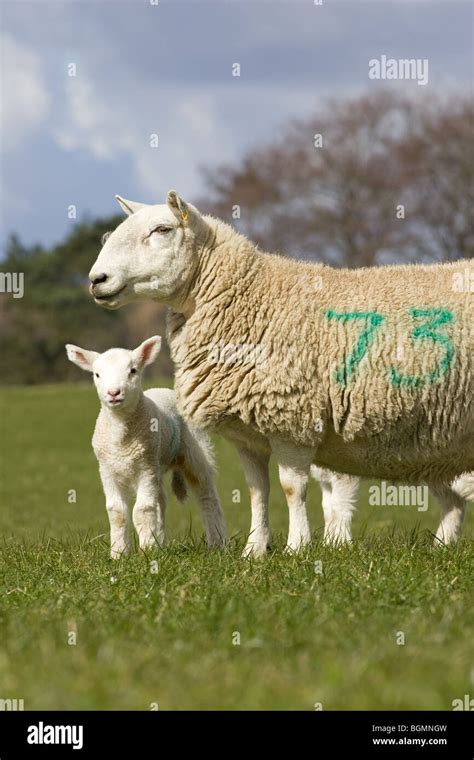 Ewe and Lamb Stock Photo - Alamy