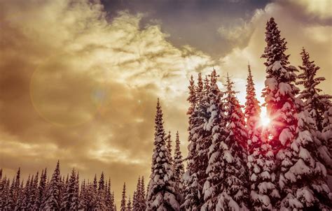 🔥 [10+] Red Winter Forest Wallpapers | WallpaperSafari