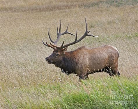 Colorado Bull Elk Photograph by Dale Erickson - Fine Art America