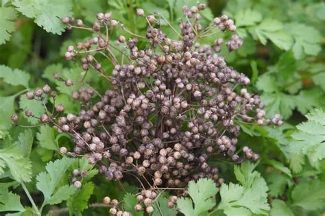 How to Harvest Cilantro (Again and Again!) - Growfully