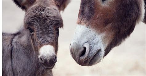 Baby Donkey: 6 Facts & 6 Pictures - IMP WORLD