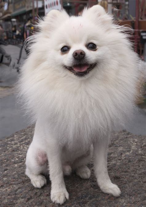 The Top 5 Pomeranian Haircut Styles | The Dog People by Rover.com