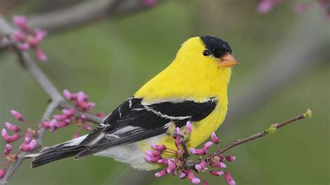 American Goldfinch Yellow Black Bird On Tree Branch HD Birds Wallpapers | HD Wallpapers | ID #52574