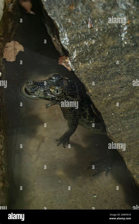 Broad-snouted caiman baby hiding under a rock Stock Photo - Alamy