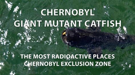 Chernobyl Giant Mutant Catfish /☢️ The most radioactive places in Chernobyl. Virtual Travel ...