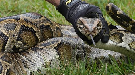 Hunt is on for Burmese pythons, Florida natives’ arch-enemy | KOIN.com