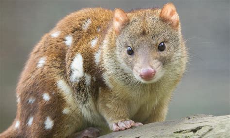 Wildlife of the Rainforest | Daintree Rainforest Discovery Centre