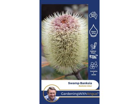 Swamp Banksia Seeds – Banksia robur | Gardening With Angus