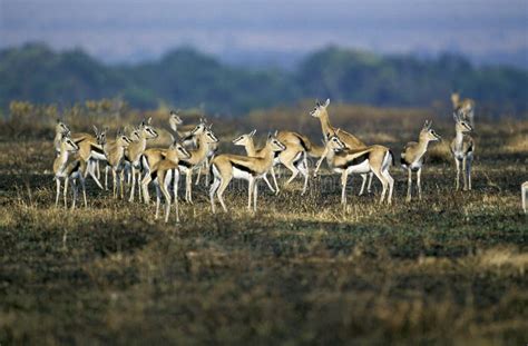 Herd of Thomson`s Gazelle Eudorcas Thomsonii in Serengeti National Park ...