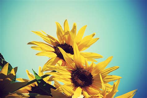 Vintage Sunflower Wallpapers - Top Free Vintage Sunflower Backgrounds ...