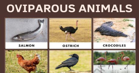 Oviparous Animals: List of Popular Animals that Lay Eggs • 7ESL