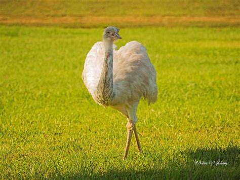 Nice Catwalking | Adam Y Zhang | Flickr