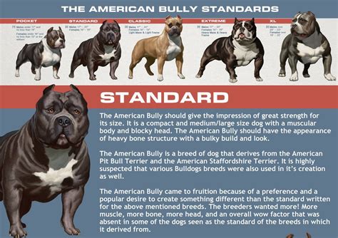 American Bully