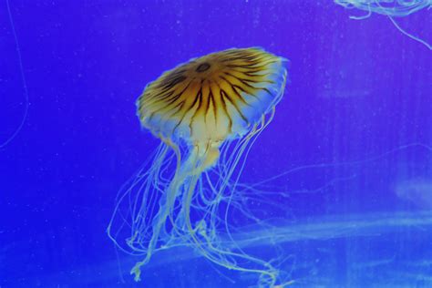 Cnidaria - "In Every Walk With Nature..."