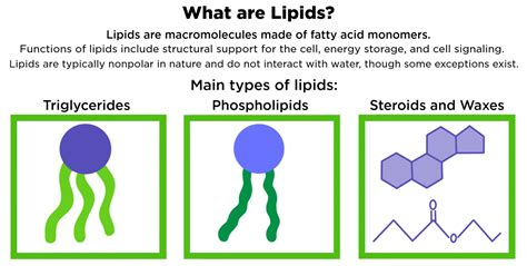 Why Is the Term Lipid Used to Describe Fat