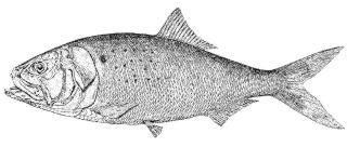 Deep Sea FAQ, What are menhaden?, menhaden fish, Deep sea fishes, Animals