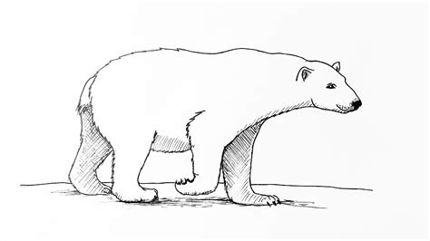 Polar Bears Drawing