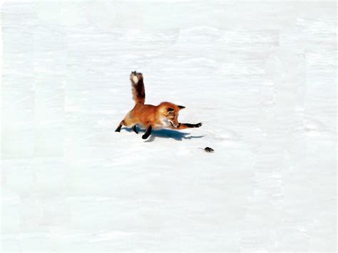 Download Fox Snow Wallpaper 4k - Bio Wallpaper