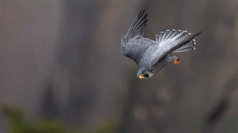 Peregrine Falcon Speed: How Fast Can Peregrine Falcons Dive? - Zooologist