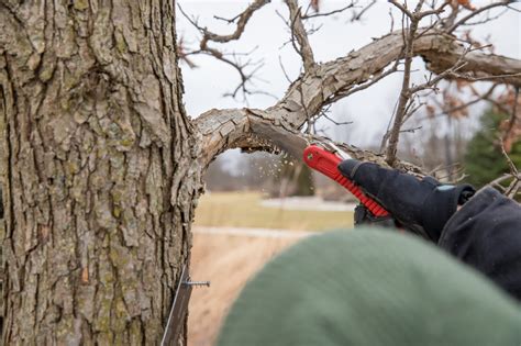 Pruning Trees | How and When To Prune | The Morton Arboretum