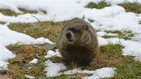 Groundhog Facts, Not Mere Prognostication | Grady Veterinary Hospital ...