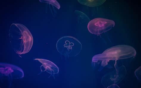 2560x1600 Jellyfish Digital Art Wallpaper,2560x1600 Resolution HD 4k ...