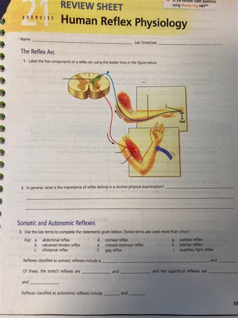 Human Reflex Physiology Exercise 16 Review Sheet - Exercise Poster