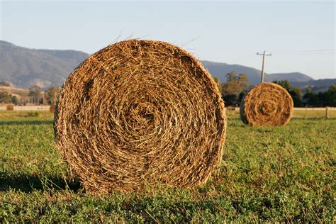 File:Round hay bale at dawn.jpg - Wikipedia