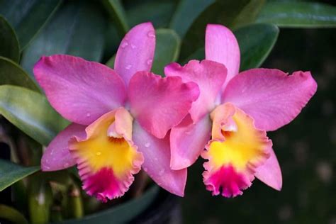 Cattleya Orchid Flower Meaning | Best Flower Site