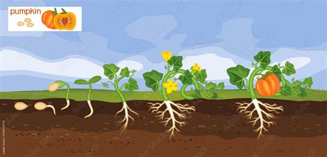 Landscape with life cycle of pumpkin plant. Growth stages from seeding to flowering and fruiting ...