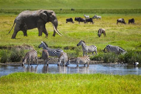 Vida selvagem: descubra os melhores safáris para fazer em África