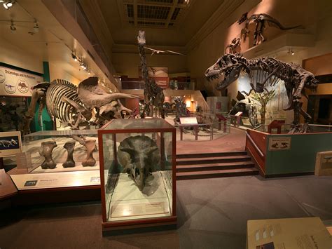 Top 56+ imagen fossil museum - Abzlocal.mx