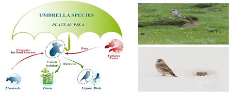 Plateau pika is umbrella species for conservation of alpine grassland ecosystem under climate change