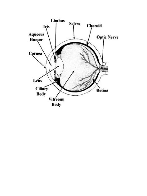 Special Senses | PDF